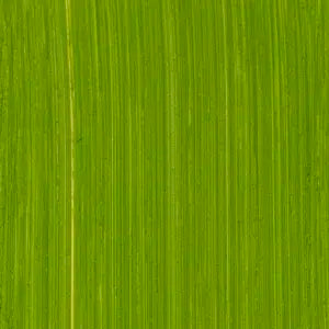 Michael Harding 40ml S4